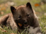 4 chiots Huskys Sibériens LOF disponibles à la réservation