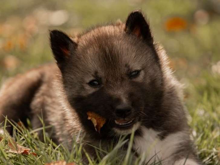 4 chiots Huskys Sibériens LOF disponibles à la réservation