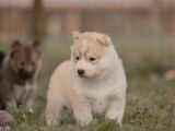 4 chiots Huskys Sibériens LOF disponibles à la réservation