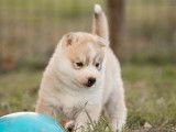 4 chiots Huskys Sibériens LOF disponibles à la réservation