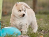 4 chiots Huskys Sibériens LOF disponibles à la réservation