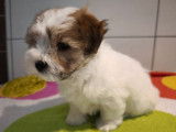 2 chiots Coton de Tuléar LOF disponibles à la vente