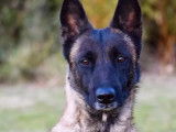 En quête d’une famille : chienne Berger Malinois de 3 ans