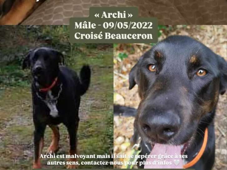 À la recherche d’un foyer, chien de couleur noire