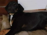 À la recherche d’un foyer, chien de couleur noire