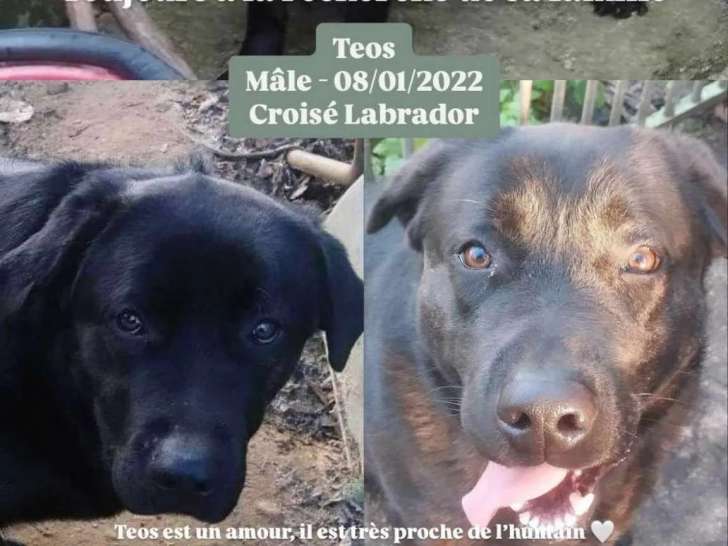 Adoption disponible : chien noir