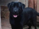 Adoption disponible : chien noir