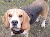 Disponible à l'adoption : chien Beagle d'un an