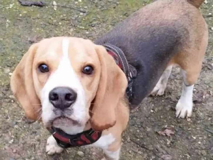 Disponible à l'adoption : chien Beagle d'un an