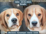 Disponible à l'adoption : chien Beagle d'un an
