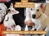 Prêt pour l’adoption : chien d'un an