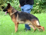 Mâle Berger Allemand LOF disponible pour saillie