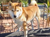 Mâle Shiba Inu LOF disponible pour une saillie