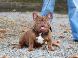 Chien American Bully exotique à vendre
