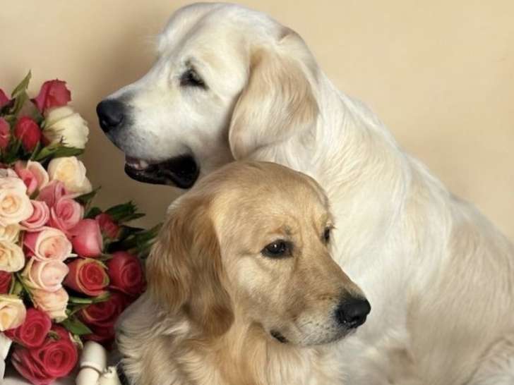Chiots Golden Retriever LOF à naître
