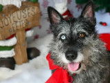 À accueillir : chienne Cairn Terrier gris et blanc