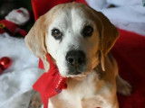 En attente d’une famille : chien Beagle adulte