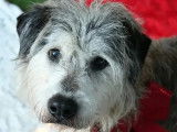 Adoption disponible : chien de 11 ans