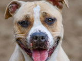 À la recherche d’un foyer : chienne American Staffordshire Terrier beige