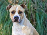 À la recherche d’un foyer : chienne American Staffordshire Terrier beige