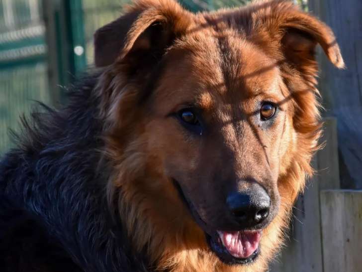 Chien d’un an disponible à l'adoption