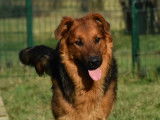 Chien d’un an disponible à l'adoption