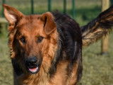 Chien d’un an disponible à l'adoption