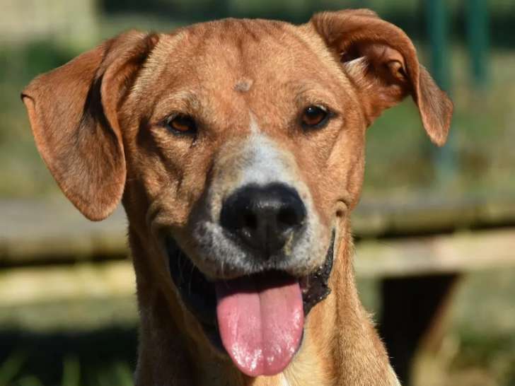 Chienne adulte prête pour l'adoption