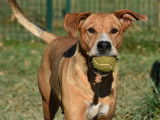 Chienne adulte prête pour l'adoption