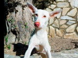Adoption disponible : chienne d’un an
