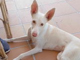Adoption disponible : chienne d’un an