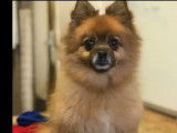 Chien Spitz Allemand en quête d'un foyer
