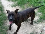 Disponible à l'adoption, chienne Staffordshire Bull Terrier d’un an