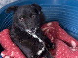 Prêt pour l'adoption, chien de 9 ans