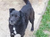 Prêt pour l'adoption, chien de 9 ans