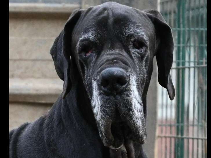 En attente d’un foyer, chien Dogue Allemand noir