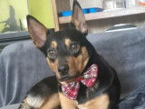 Adoption disponible : chien Kelpie Australien d’un an