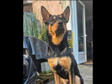 Adoption disponible : chien Kelpie Australien d’un an