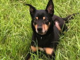 À adopter : chien Kelpie Australien de 4 ans