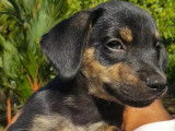 À accueillir : chiot mâle de 3 mois