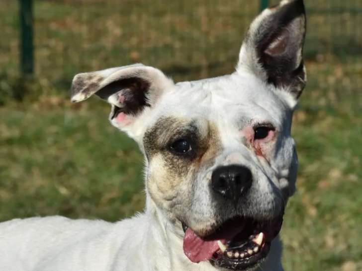 Chienne disponible à l'adoption