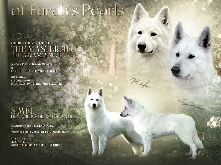Chiots mâles Berger Blanc Suisse LOF à vendre
