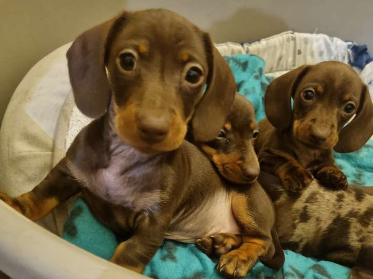 Chiots de race Teckel à vendre (3 mâles)