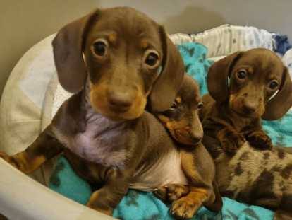 Chiots de race Teckel à vendre (3 mâles)