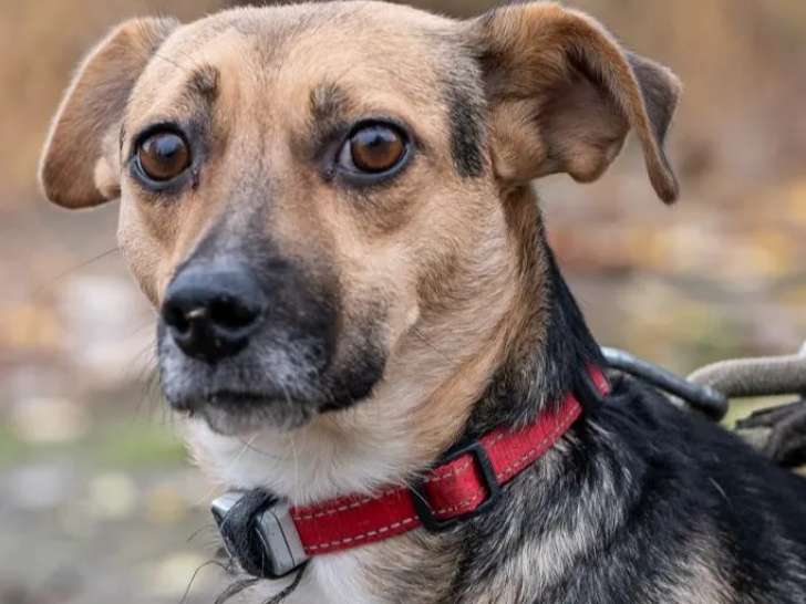 Disponible à l'adoption : chienne de 4 ans