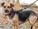 Disponible à l'adoption : chienne de 4 ans
