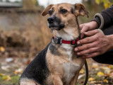 Disponible à l'adoption : chienne de 4 ans