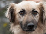 Prêt pour l’adoption : chien âgé de 3 ans