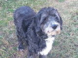 Adoption disponible : chien de 7 ans