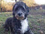 Adoption disponible : chien de 7 ans